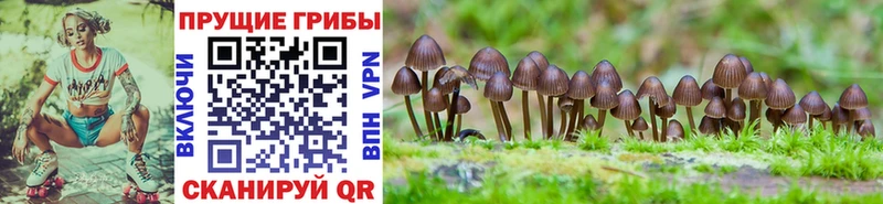 Псилоцибиновые грибы Magic Shrooms  наркота  Вяземский 
